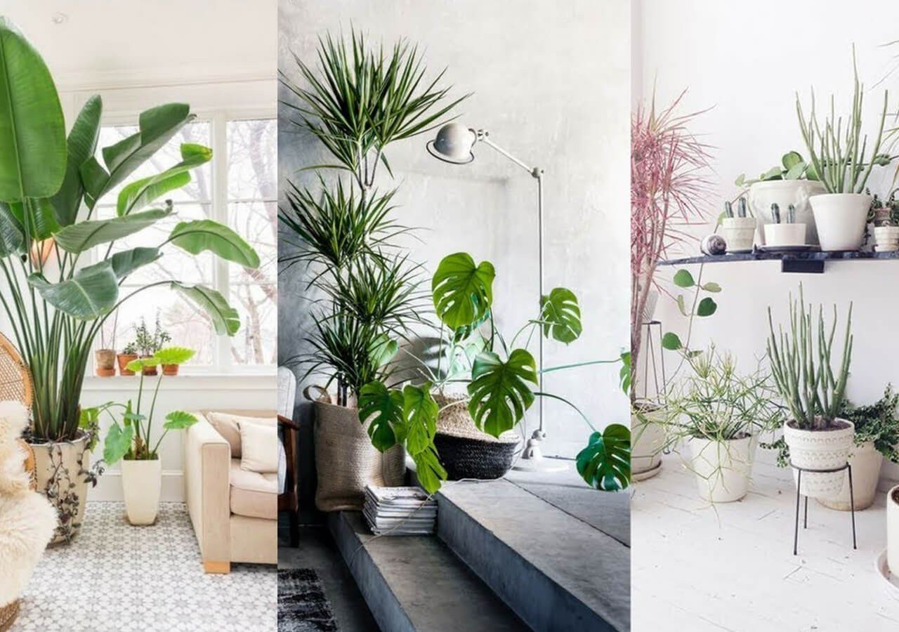 Relaxe: Descubra 4 vantagens de decorar com plantas